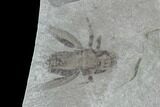 Fossil Cricket (Pronemobius) - Green River Formation, Utah #94781-2
